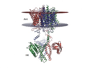 Рисунок 1: Изучаемый белок состоит из двух частей, одна пронизывает мембрану клетки насквозь, вторая часть представляет собой гибкую двухкомпонентную систему./ Tobias Pflüger et al./ Nature Communications.
