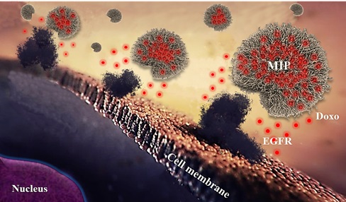 Рис. 1. Схема связывания синтезированных nanoMIP с поверхностью клетки. Полимерные наночастицы специфично связываются с EGFR, в то время как доксорубицин (показан красным) выходит из наночастиц и проникает через клеточную мембрану