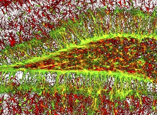 Нейрогенная ниша гиппокампа. Зелёным изображены стволовые клетки (Nestin-GFP) – красным – астроцитарный белок (GFAP). Трёхмерная реконструкция серии конфокальных изображений. Предоставлено авторами исследования