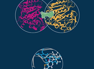 Вверху димер тубулина (зелёным отмечен колхициновый сайт связывания); внизу молекула класса тиенопиридинов (показана голубым), связанная с димером тубулина