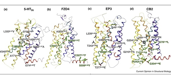 Структуры GPCR, найденные с помощью стабилизирующих мутаций, предсказанных CompoMug. (а) серотониновый 5-HT2c рецептор (PDB :), (b) FZD4 рецептор, (c) простагландиновый EP3 рецептор и (d) каннабиноидный CB2 рецептор. Стабилизирующие аминокислотные остатки, предсказанные с помощью CompoMug, показаны в виде палочек, причем те мутации, которые были включены в конечную кристаллическую конструкцию, окрашены в зеленый цвет. Petr Popov et al., Current Opinion on Structural Biology