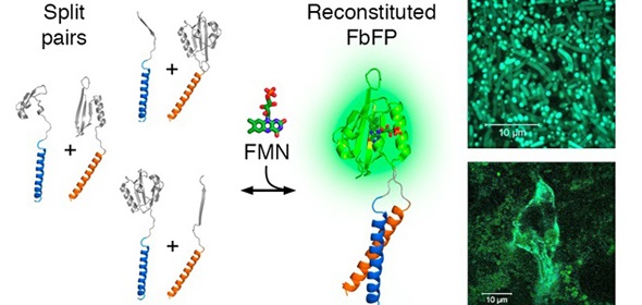 Рисунок 1. Три способа разреза флуоресцентного LOV-домена. Синими и оранжевыми спиралями показаны модельные взаимодействующие белки. Серым показаны части флуоресцентного белка до взаимодействия. Зеленым показан светящийся LOV-домен. FMN (флавинмононуклеотид) – молекула, которая нужна для поглощения и испускания света. Источник: ACS Synthetic Biology. Copyright (2021) American Chemical Society