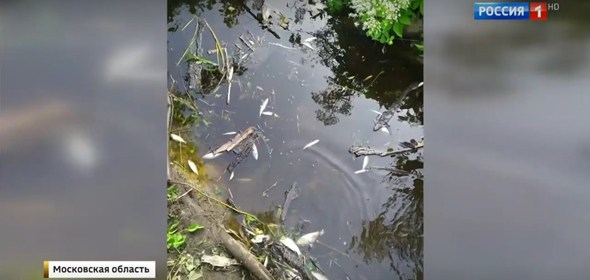 Река Дубна полна нечистот, которые трудно не заметить: купаться в ней опаснее, чем всегда