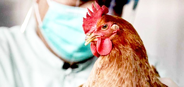 Распространяется опасный птичий грипп