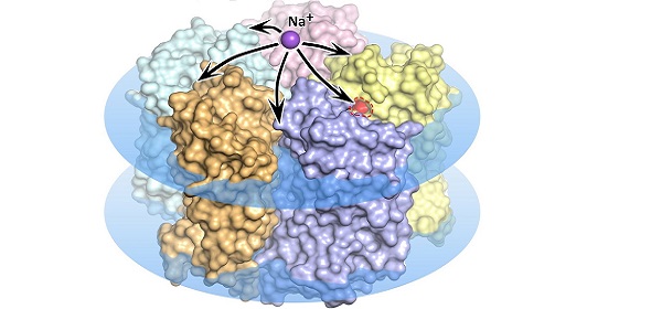 Белок-родпсин KR2, внедренный в клеточную мембрану (изображена на рисунке в виде голубых дисков), пропускает либо блокирует ионы натрия в зависимости от воздействия света. Источник: Kirill Kovalev et al., Science Advances